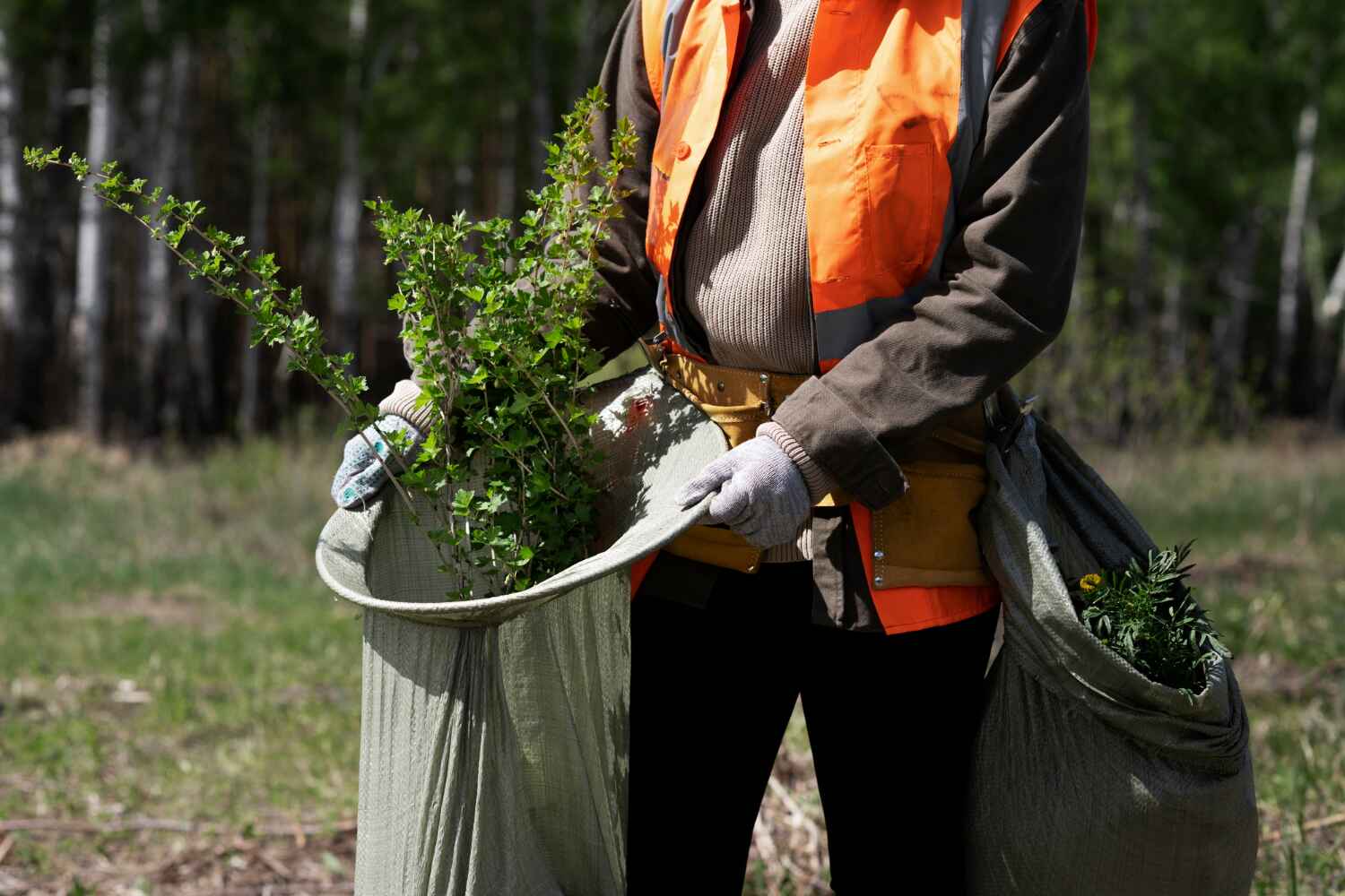 Shamrock, TX Tree Service Company